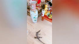 Pet owner and dogs chase wild monitor lizard out of Buddhist shrine