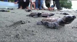 Baby turtles are released into the sea to increase the population from the threat of extinction
