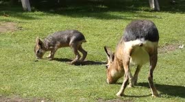 Watch these two young Patagonian Mara enjoying the spring sunshine.
