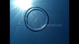 Are you ready for this jelly? Crazy moment invertebrate is caught by bubble ring