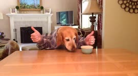 Dog with human hands