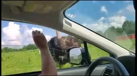 Scared of an Ostrich