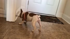 Small dog barks at door stopper