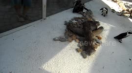 Penguins chasing light
