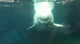 Whale scares young girls