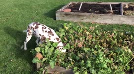 Dalmatian steals turnip from garden