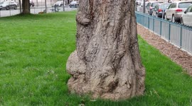 Pareidolia in Paris. Tree face in profile. Jardin Solitude, France. 12 may 2022