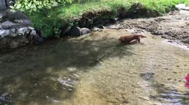 Dog watches large fish