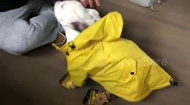Dog in a Raincoat