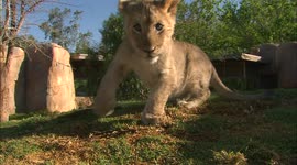 New Friends For This Adorable Lion Cub!