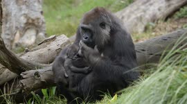 Cuteness overload! Watch this baby gorilla get cradled like a football