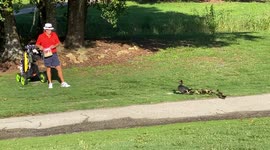 Mother Duck and her Ducklings enjoy a snack from a local  Florida golfer!!!