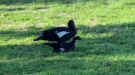 Ducks just wanna have fun!!! Mating season begins on a golf course in South Florida!!!