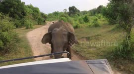 Aggressive elephant charges safari jeep full of French tourists in Sri Lanka