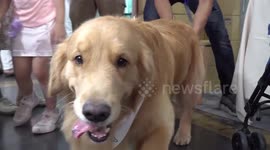 Cute cats and dogs join owners at pet fair in Bangkok, Thailand
