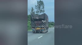 Pet dog holds onto the back of a moving lorry in Thailand