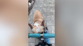 Smart French bully knows how to ride a toy scooter by itself