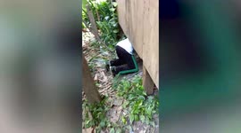 Bulging python regurgitates family's pet cat as rescuers capture it