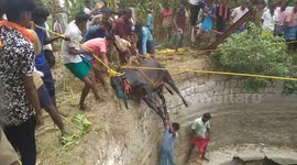 Locals join forces to haul bull from 50-foot well in southern India