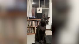 Watch as this real-life ARISTOCAT vibes to jazz music