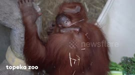 Beautiful moment orangutan introduces newborn baby to older son