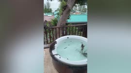 Wild monkeys take over couple's hotel jacuzzi pool in Thailand