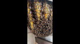 Vietnamese woman returns home to find kitchen invaded by swarm of bees