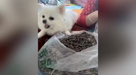 Clever dog eats sunflower seeds and spits out shells