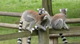 See the Ring Tailed Lemur family enjoy the early morning sunshine at Africa Alive Zoo.