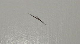 Creepy unidentified insect appeared inside a house in Malacca Malaysia
