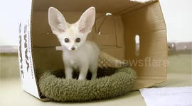 Learn all about these cute and small foxes
