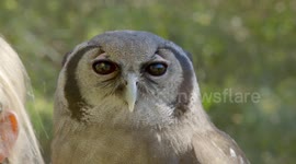 Check out the insane amount for types of raptors there are