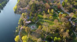 Aerial Video of Cherry Blossoms in High Park, Toronto, Ontario Pan from up high Drone 4k Video
