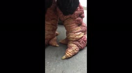 Close-up of rare chicken breed with huge, rough and ugly legs in Vietnam