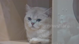 Locals meet and greet internet-famous feline celebs during cat exhibit in Thailand