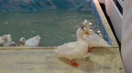 Cute farm animals displayed in shopping mall in Bangkok, Thailand