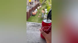 Smart pet macaws know how to open soda cans