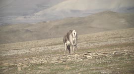 Meet the world’s smallest Reindeer from Svalbard in the Norwegian High Arctic