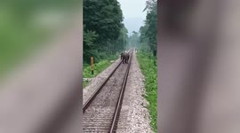 We have a big problem! Train driver brakes just in time as elephant crosses tracks
