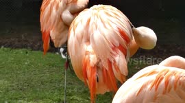 See up close & personal grooming from the stunning Chilean Flamingos at Amazona Zoo.