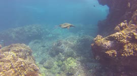 Hawaiian Green Sea Turtle