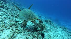 Hawaiian Green Sea Turtle 2