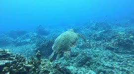 Hawksbill Turtle