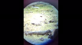 Mother Grizzly bear and two young cubs digging for food in Yellowstone National Park