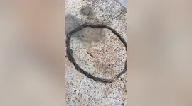 Strange worms form bizarre circle in family's garden