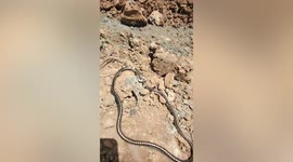 Gecko and snake fight on ground in park in Malaysia