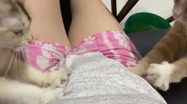 Watch these two pet cats giving their owner a stomach massage!