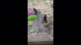 Adorable bear cubs spotted in US garden smelling flowers 'for first time'