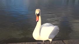 Swans enjoy evening sun gliding across the water of the Round Pond in Kensington - London