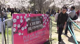 Massive crowds of people and tourists swarm Toronto high park to see the Cherry Blossoms in full bloom in the nice weather before they're gone, this after two years of COVID 19 pandemic restrictions
